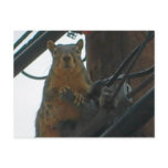 Squirrel on a Pole in Colorado Postcard
