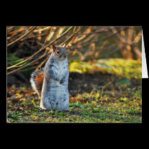 Squirrel or a Meerkat? cards