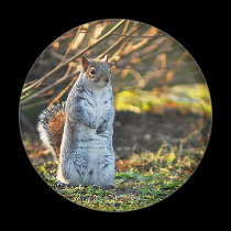 Squirrel or a Meerkat? magnets
