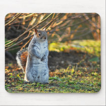 Squirrel or a Meerkat mousepads