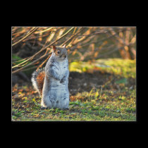 Squirrel or a Meerkat? postcards