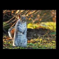 Squirrel or a Meerkat? posters
