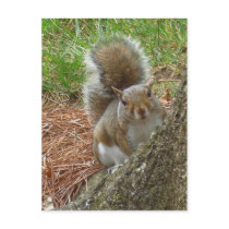 Squirrel "Peek-a-boo" Postcards