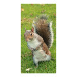 Squirrel Photo Card photo cards
