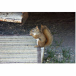 Squirrel photo sculptures