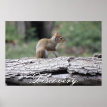 Squirrel Picture Print