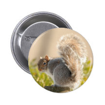 Squirrel Pinback Buttons
