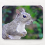 Squirrel Portrait Mousepads