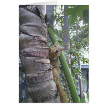 Squirrel posing on tree card