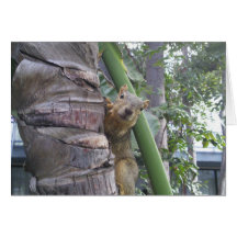 Squirrel posing on tree cards
