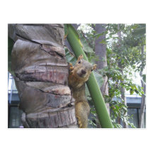 Squirrel posing on tree postcard