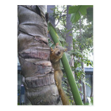 Squirrel posing on tree postcards