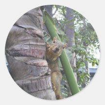 Squirrel posing on tree round sticker