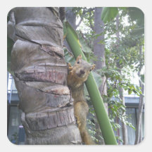 Squirrel posing on tree square sticker