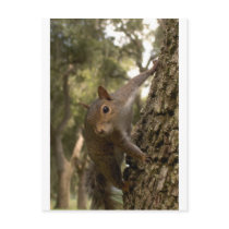 squirrel post cards