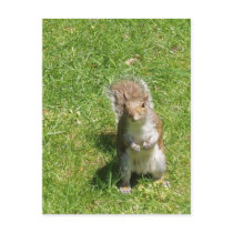 Squirrel Postcard