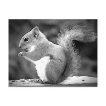 Squirrel Postcard