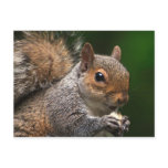Squirrel Postcard