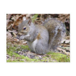 Squirrel Postcard