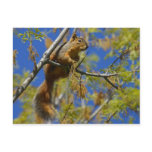 Squirrel Postcard