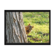 Squirrel postcard