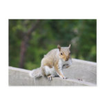 Squirrel Post Card