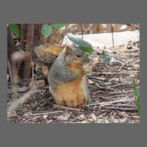 squirrel posters