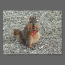 SQUIRREL posters