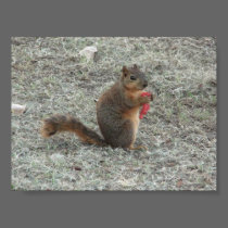 SQUIRREL posters
