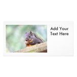 Squirrel Praying for Peanuts Photo Card