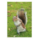 Squirrel Print photography