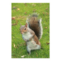 Squirrel Print Photograph