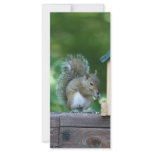 Squirrel Rack Card Design