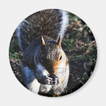 Squirrel Refrigerator Magnets