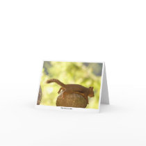 Squirrel Relaxing Cards