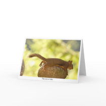 Squirrel Relaxing Greeting Card