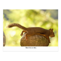 Squirrel Relaxing Post Cards