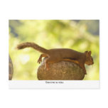 Squirrel Relaxing Post Cards