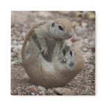 Squirrel Rumble Magnet
