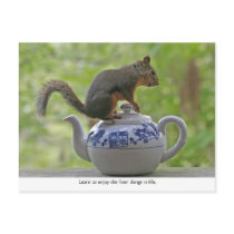 Squirrel Sitting on a Teapot Post Cards