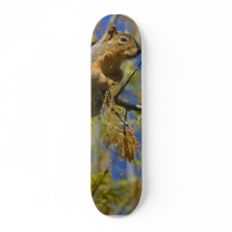 Squirrel Skate Boards