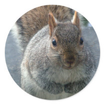 Squirrel Sticker