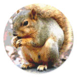 Squirrel stickers