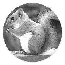 Squirrel Stickers