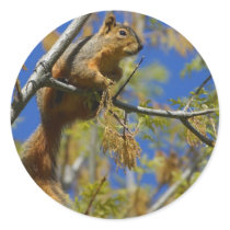 Squirrel stickers