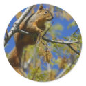 Squirrel stickers