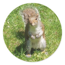 Squirrel Stickers