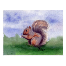 Squirrel Study Postcard