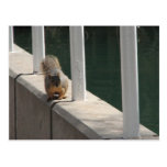 squirrel taking a walk postcards