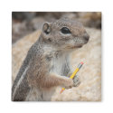 Squirrel With a Pencil Magnet